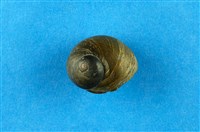 藏品(扭鐘螺)的圖片